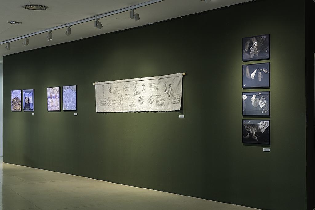 Ceart 1404 b ofelia cardo
